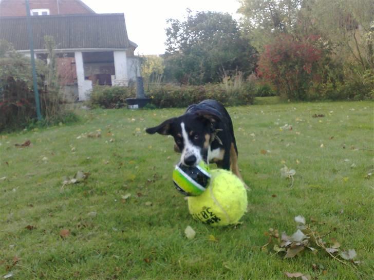 Blanding af racer Himmel hunden Basse - hmm hvilken bold skal jeg mon vælger?? billede 4