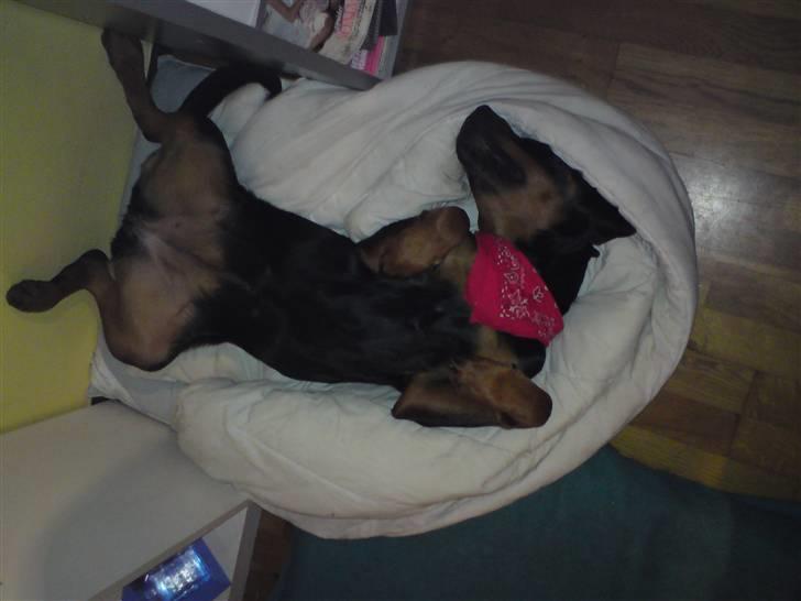 Rottweiler Kayla † billede 9