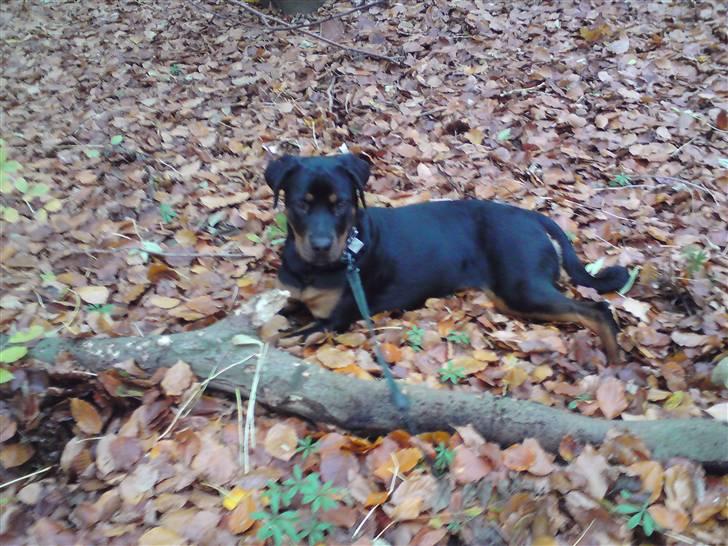 Rottweiler Kayla † - Ih, Moar må jeg ik nok få den med hjem? billede 10