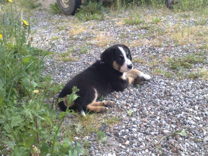 Blanding af racer Himmel hunden Basse billede 5