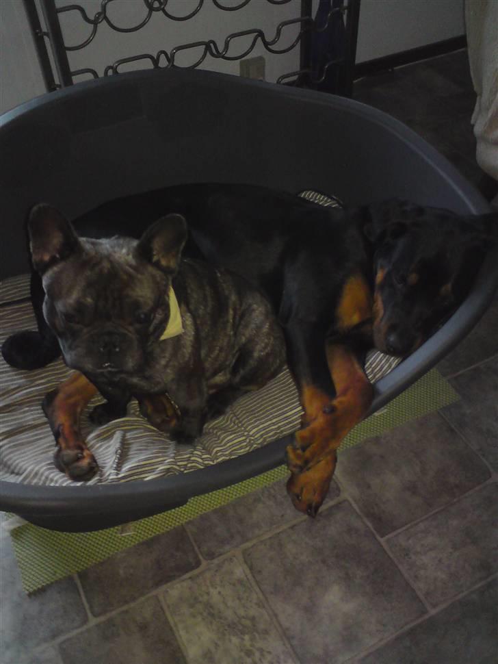 Rottweiler Kayla † - Puttetid billede 11