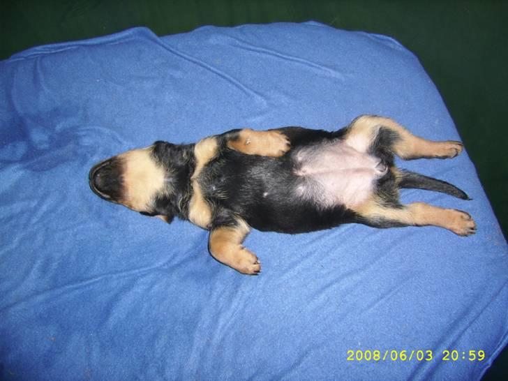 Rottweiler Kayla † billede 12