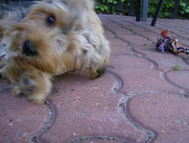 Yorkshire terrier Coco billede 17