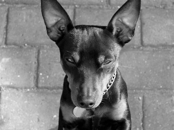 Dvaergpinscher Vedhauges Zhiro billede 16