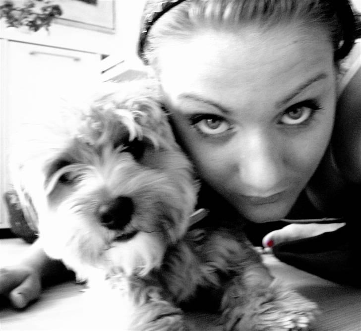 Yorkshire terrier Coco - Vi er modeller :D billede 18