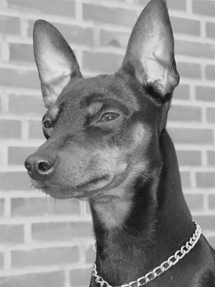 Dvaergpinscher Vedhauges Zhiro billede 17