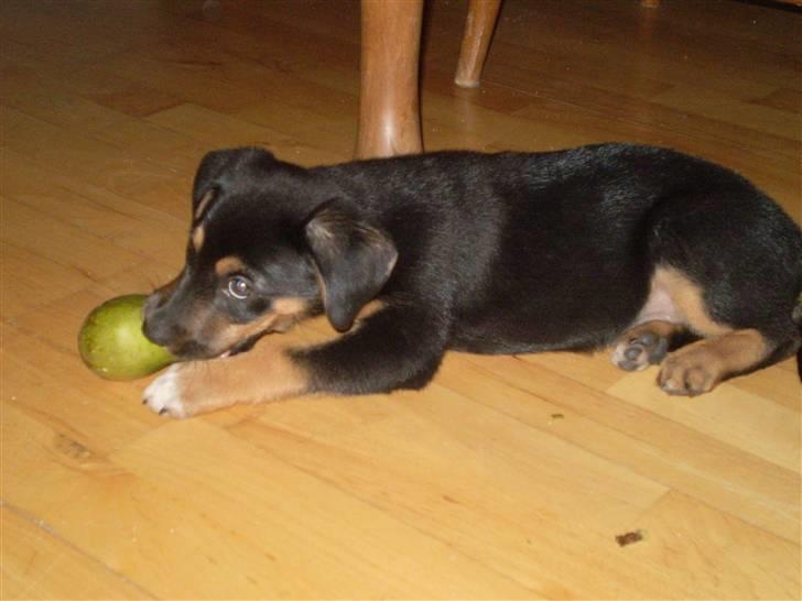 Blanding af racer Lilo - hvor smager den bare godt... mums billede 13