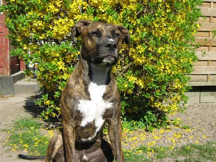 Blanding af racer Thyson billede 16