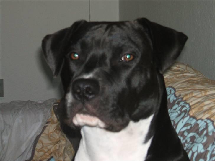 Amerikansk staffordshire terrier lamborghini - lamborghini billede 1