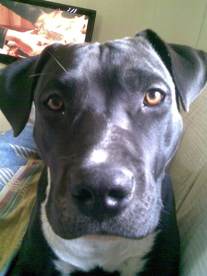Amerikansk staffordshire terrier lamborghini billede 2