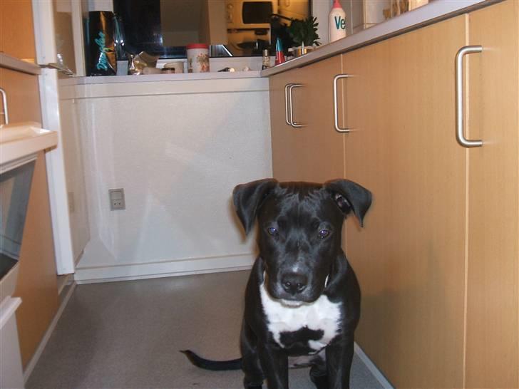 Amerikansk staffordshire terrier lamborghini billede 3