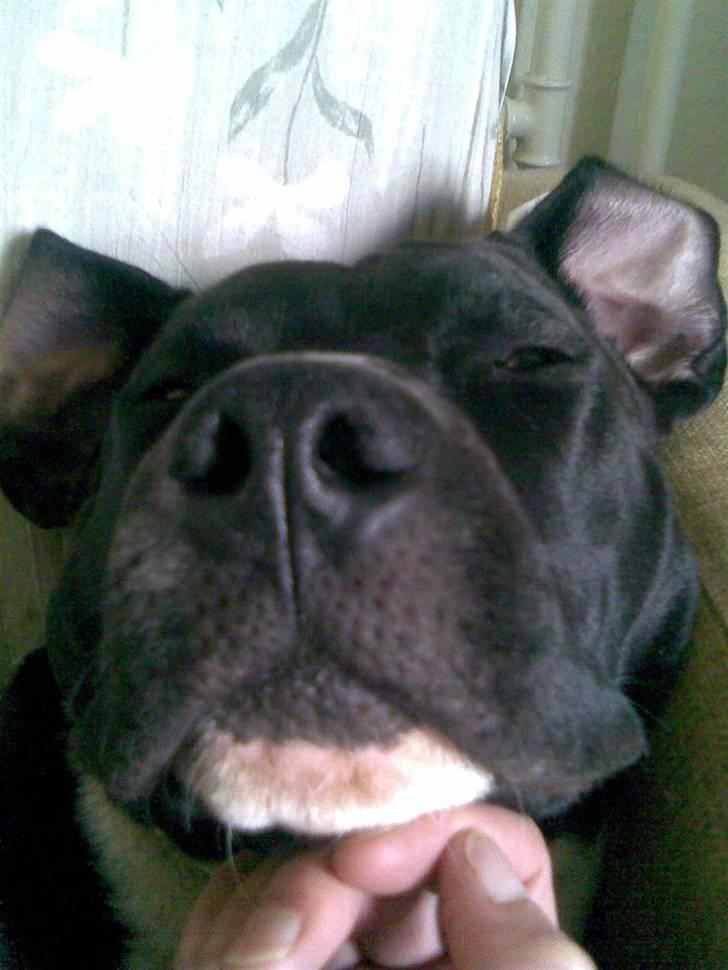 Amerikansk staffordshire terrier lamborghini billede 5