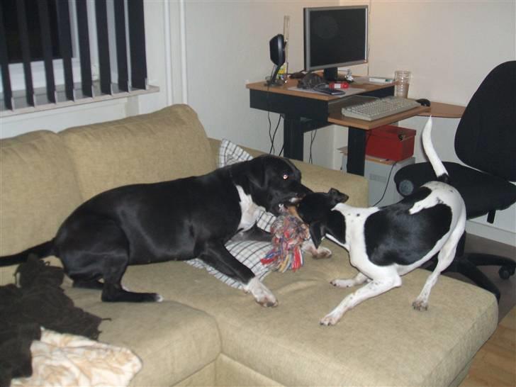 Amerikansk staffordshire terrier lamborghini billede 6