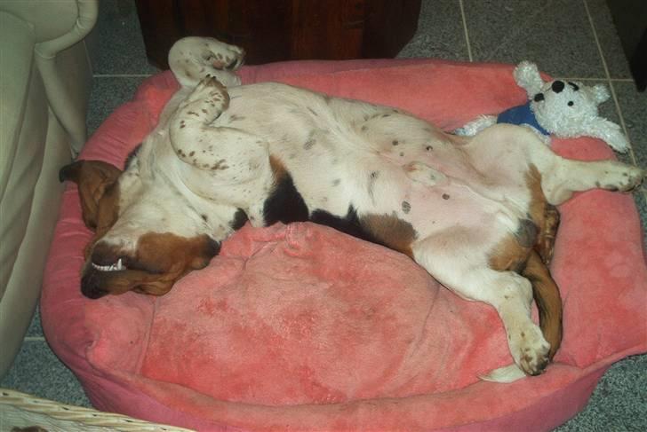 Basset hound Ludvig - min bedste måde at sove på GGG billede 17