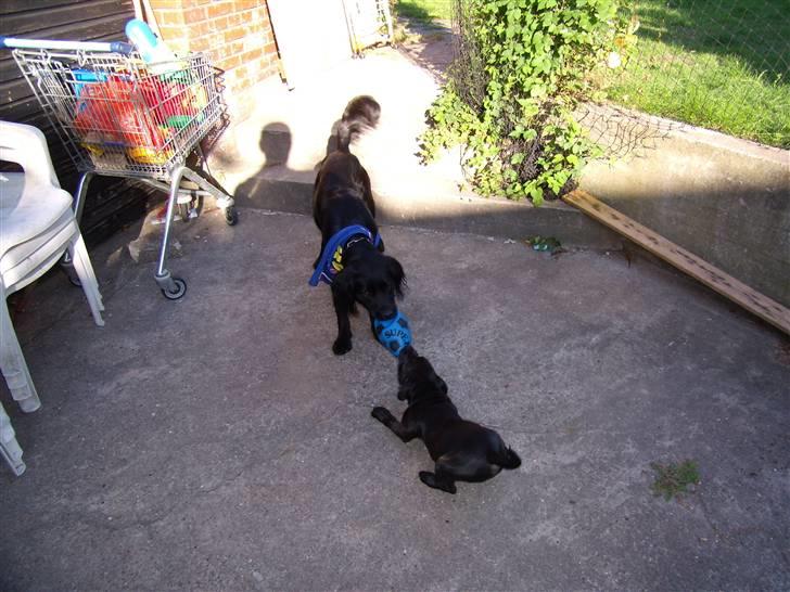 Blanding af racer Bamse - Bamse skal lige vise at den stadig er stærkest, cody er kun en lille hvalp ENDNU....? billede 2