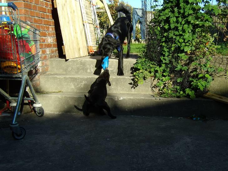 Blanding af racer Bamse billede 3