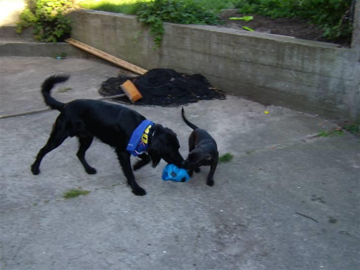 Blanding af racer Bamse billede 4