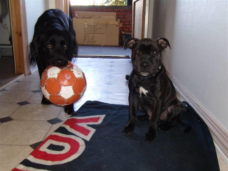 Blanding af racer Bamse - Bamse og cody billede 5