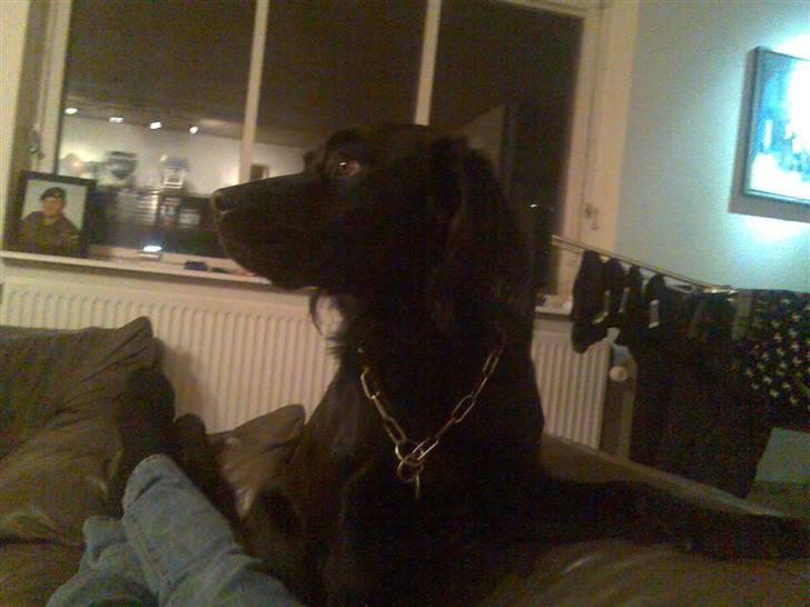 Blanding af racer Bamse - Ser en smule fjernsyn billede 6