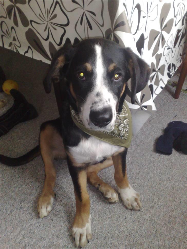 Blanding af racer Himmel hunden Basse billede 6