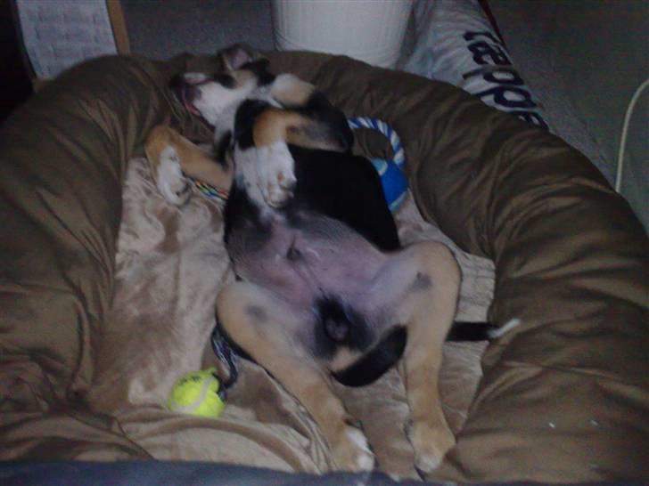 Blanding af racer Himmel hunden Basse - puha jeg har vidst haft en hård dag billede 7