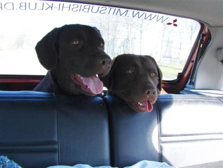 Labrador retriever Sako billede 18