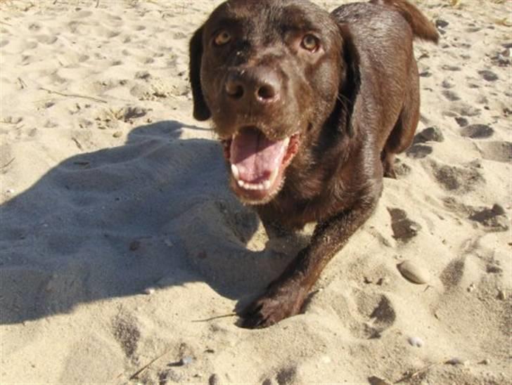 Labrador retriever Sako billede 19