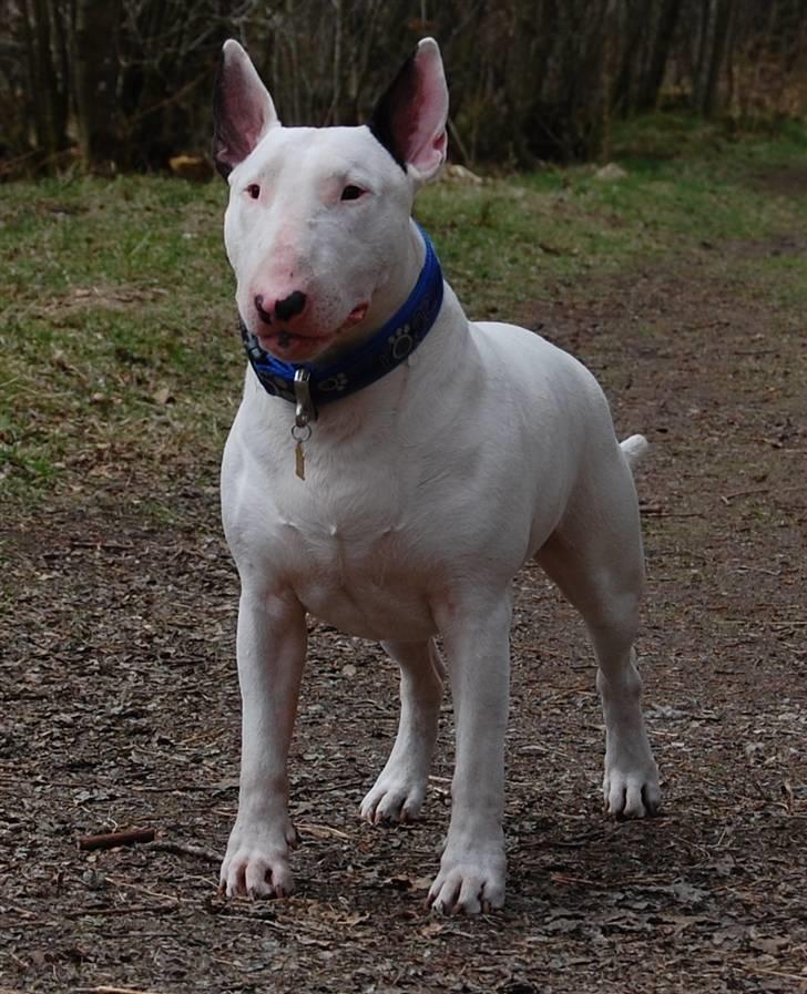 Bullterrier DKCH Joey 5/10-2007 30/9-2011 - Joey :O) billede 2