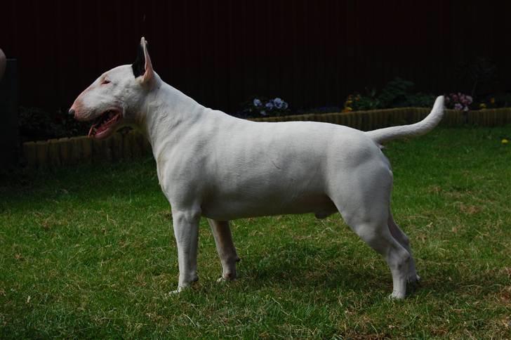 Bullterrier DKCH Joey 5/10-2007 30/9-2011 - Flotte Flotte Joey billede 4