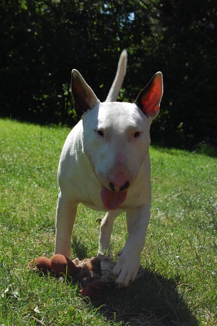 Bullterrier DKCH Joey 5/10-2007 30/9-2011 - Joey billede 7