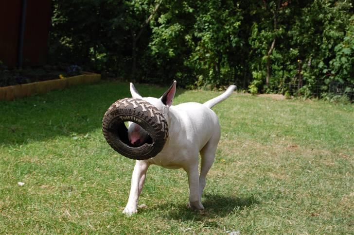 Bullterrier DKCH Joey 5/10-2007 30/9-2011 - Nej, de er ikk kloge de Bullterrier billede 8