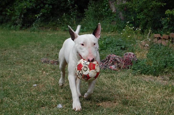 Bullterrier DKCH Joey 5/10-2007 30/9-2011 - Joey med deres slidte bold. billede 9