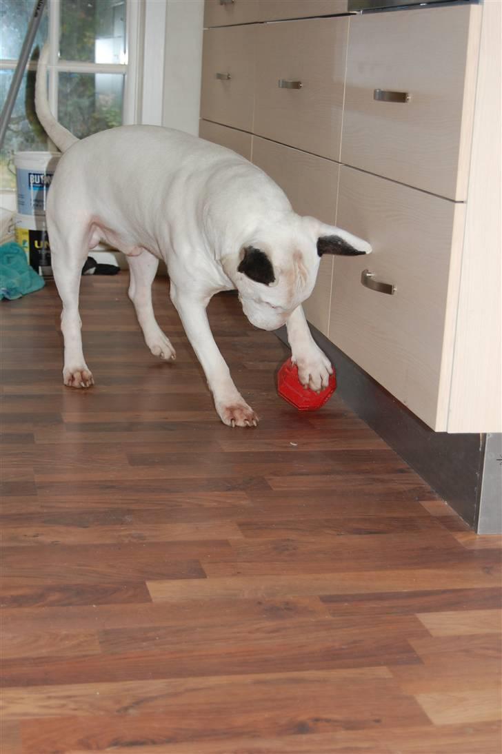 Bullterrier DKCH Joey 5/10-2007 30/9-2011 - Jeg har den mor billede 10