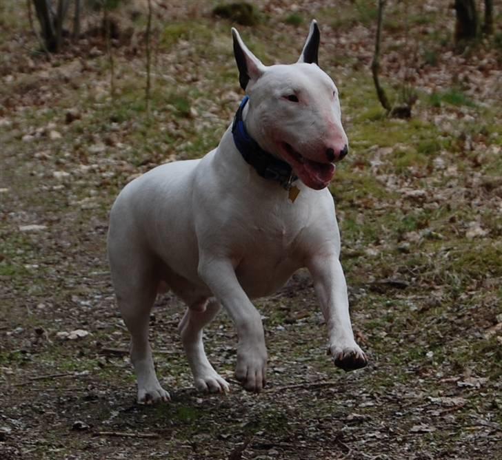 Bullterrier DKCH Joey 5/10-2007 30/9-2011 - Joey billede 11