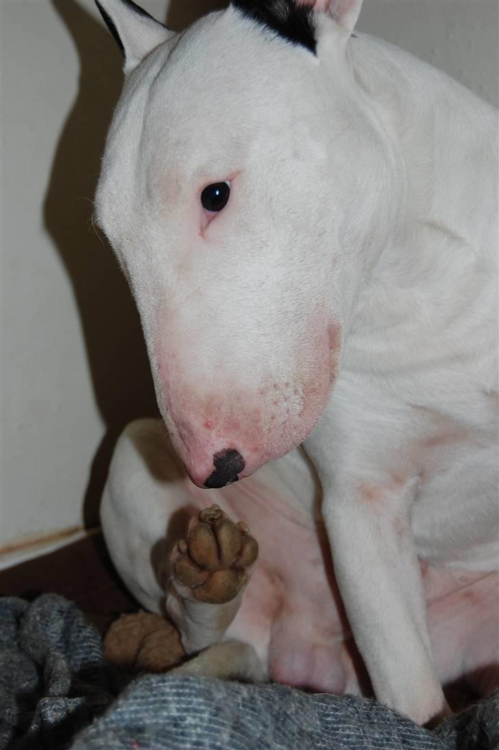 Bullterrier DKCH Joey 5/10-2007 30/9-2011 - Ja han er skide sød billede 12