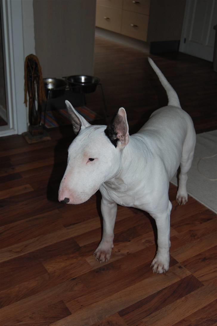 Bullterrier DKCH Joey 5/10-2007 30/9-2011 - Smukke hund billede 13