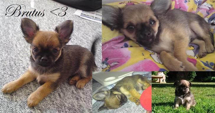 Chihuahua Brutus - Brutus billede 1