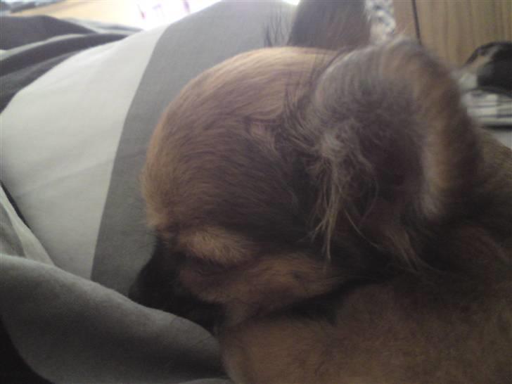 Chihuahua Brutus - Brutus billede 2