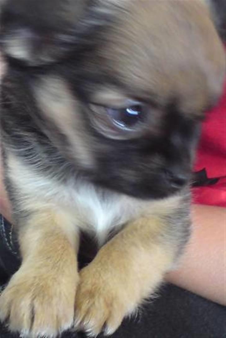 Chihuahua Brutus - Brutus billede 3