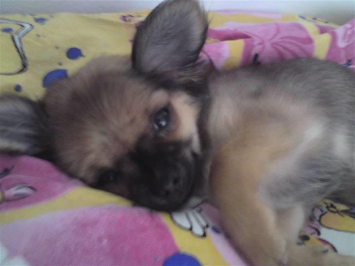 Chihuahua Brutus - Brutus billede 4