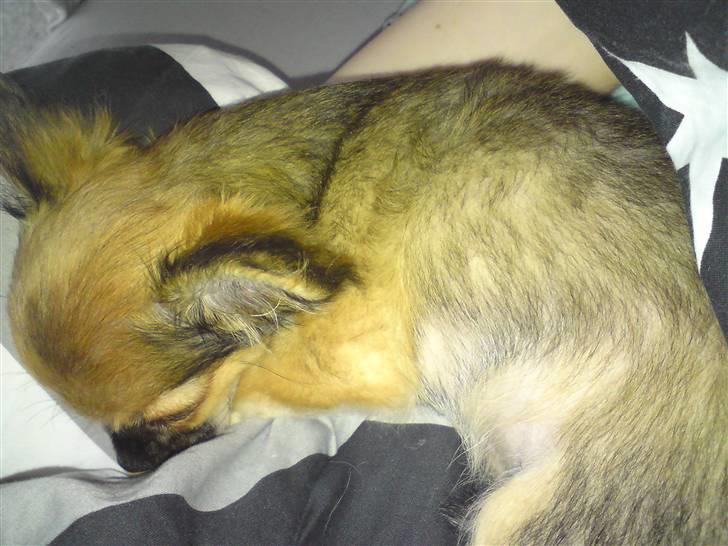 Chihuahua Brutus - Brutus billede 5