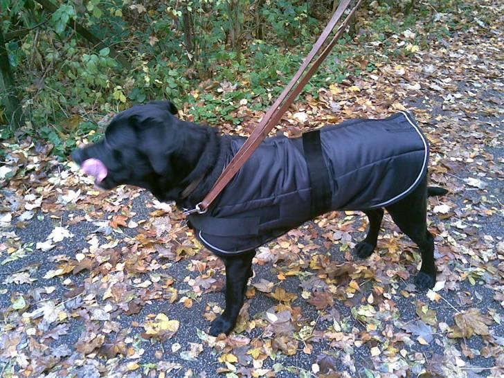 Blanding af racer Jazz - Nu med dækken!  billede 15