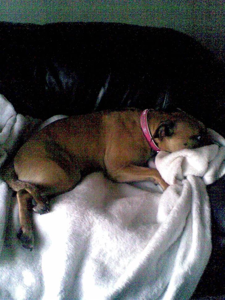 Blanding af racer Trille. - Er altid med på en god film .o) billede 2