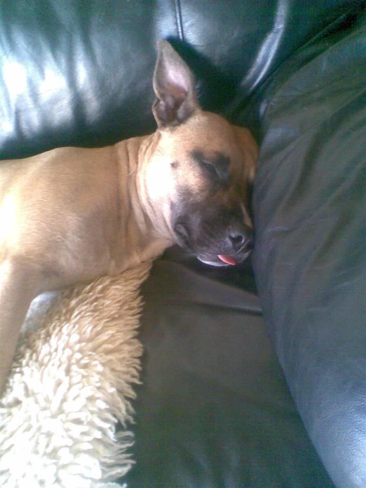 Blanding af racer Trille. - God lur .o) billede 3