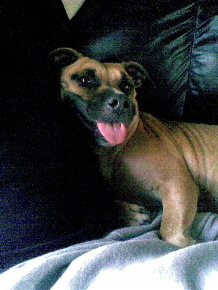 Blanding af racer Trille. - Fjolle billede :o) billede 4