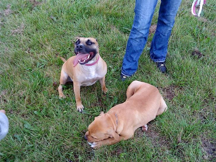 Blanding af racer Trille. - Nede og lege på hunde banen med Felix. . billede 5