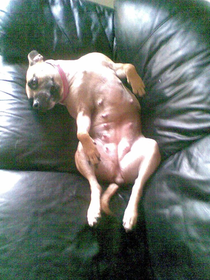 Blanding af racer Trille. - Mums en dejlig hunde sofa :o) billede 6