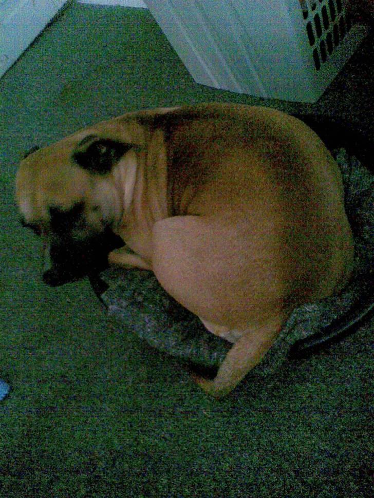 Blanding af racer Trille. - Det er vist mange år siden den har passet til hende, men hun blev liggende io den længe :-D billede 7