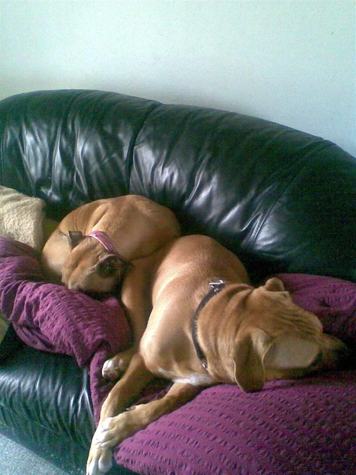 Blanding af racer Trille. - Sofa hygge med Felix :-) billede 8