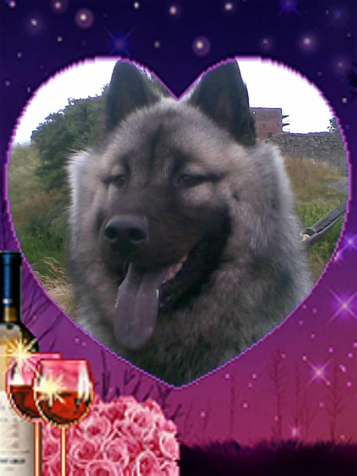 Eurasier kennel Eurojou - Mynte foran Hammershus billede 2